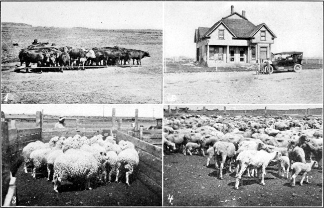 1. Wyoming Cattle. 2. The Marshall Hotel, Lyman, Wyoming. 3. Before Shearing, Medicine Bow, Wyoming. 4. After Shearing, Medicine Bow, Wyoming.