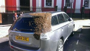 Bees Follow Car for 2 Days to Save Queen, Mitsubishi Outlander