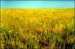 Colorado Shortgrass Prairie (photo courtesy of The Nature Conservancy)