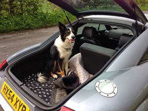My Border Collie, Kes, in the boot of my Audi TT