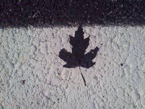 Leaf in Road Stripe